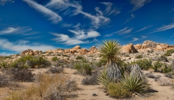Blue Skies Over Joshua Tree