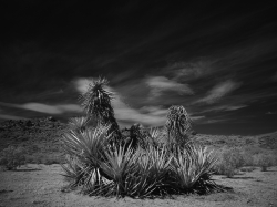 High Desert IR 3