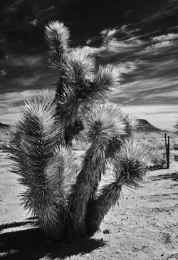 Joshua Tree 1 IR