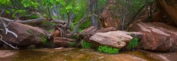The Edge of the Trees