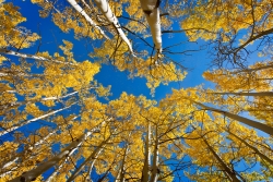 Yellow Trees Blue Skies