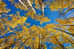 Yellow Trees Blue Skies