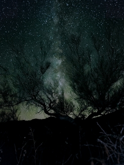 Photograph of milky way stars through desert shrub brush in Box Canyon, California