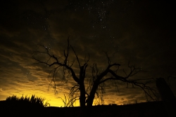 Photograph of the night sky reflecting orange and yellow light from San Diego, California through clouds with dead tree