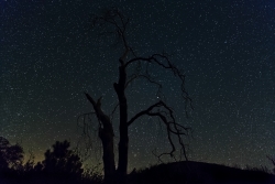 Photograph of the night sky with stars and dead trees near Cleveland National Forest, California