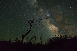 Photograph of Milky Way Stars with dead trees near Cleveland National Forest, California across the Night Sky