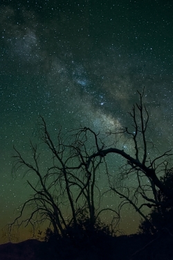 Photograph of Milky Way Stars with dead trees near Cleveland National Forest, California across the Night Sky