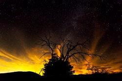 Photograph of the night sky reflecting orange and yellow light from San Diego, California through clouds with dead tree