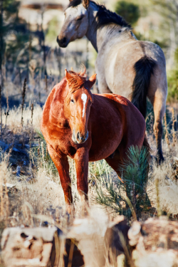 This wild Stallion warmed up to me me to the point that he was just posing for images.  He was so charismatic, and such a beautiful animal with a mare in the background.  Wild horses in general have so much character and they are such amazing animals to watch.