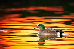 American Wigeon 1