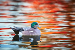 American Wigeon 2