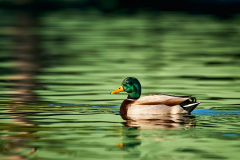 Mallard Green