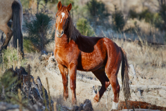 This wild Stallion was so charismatic, and such a beautiful animal.  Wild horses in general have so much character and they are such amazing animals to watch.