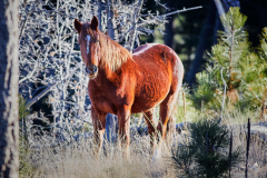 This wild horse was so charismatic, and such a beautiful animal with the surrounding forest as a backdrop.  Wild horses in general have so much character and they are such amazing animals to watch.