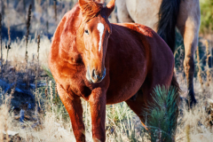 This wild Stallion warmed up to me me to the point that he was just posing for images.  He was so charismatic, and such a beautiful animal with a mare in the background.  Wild horses in general have so much character and they are such amazing animals to watch.