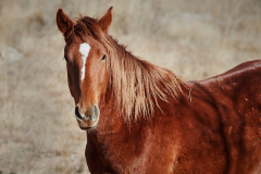 This wild Stallion was so charismatic, and after a lot of patience he finally posed for a portrait for me.  Wild horses in general have so much character and they are such amazing animals to watch.
