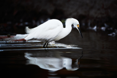 Urban Egret