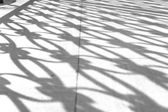 Balboa Shadows