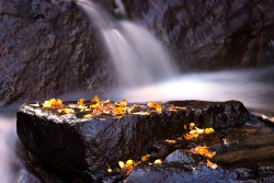 This nature image was taken near Onion Canyon in the Eastern Sierras while the Aspens were changing colors for fall. Many have the leaves were falling from the trees and being washed down the stream creating a beautiful moment of scenery in time. This is limited to 99 prints. If interested in a custom frame and mat with the print please contact me.